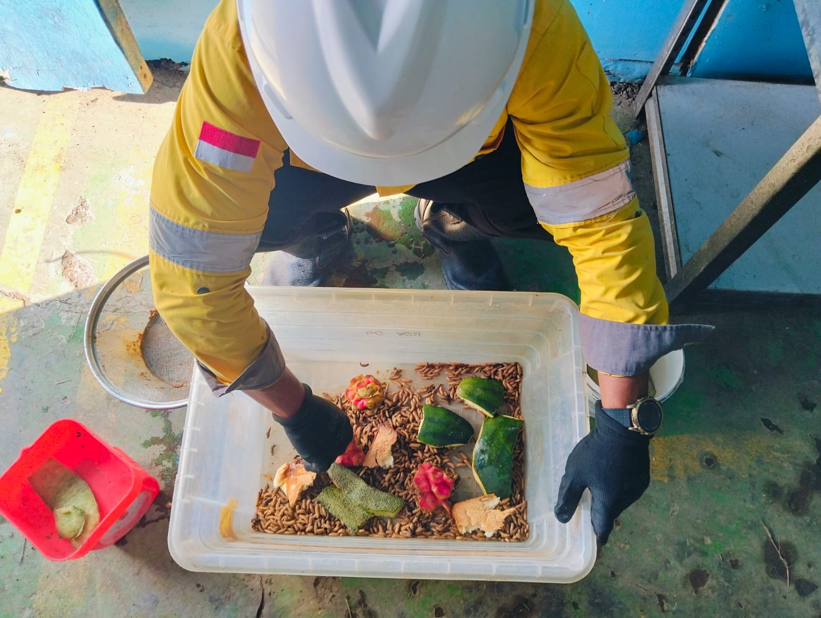 Exploring Organic Waste Management Using Maggots